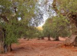 carovigno puglia bouwgrond olijfgaard te koop 1