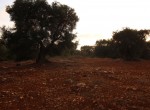 carovigno puglia bouwgrond olijfgaard te koop 12