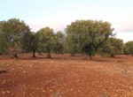 carovigno puglia bouwgrond olijfgaard te koop 13