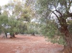 carovigno puglia bouwgrond olijfgaard te koop 14