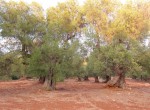 carovigno puglia bouwgrond olijfgaard te koop 3