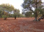 carovigno puglia bouwgrond olijfgaard te koop 5