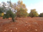 carovigno puglia bouwgrond olijfgaard te koop 8