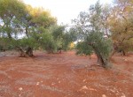 carovigno puglia bouwgrond olijfgaard te koop 9