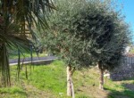 040 olijfbomen